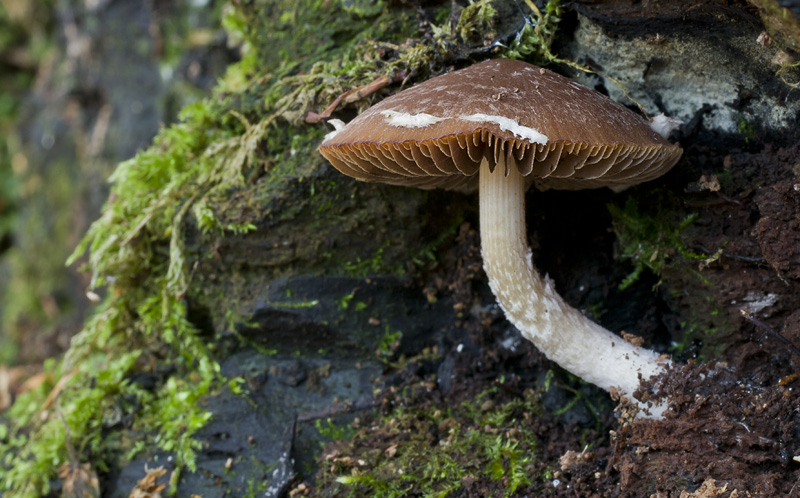 Psathyrella olympiana